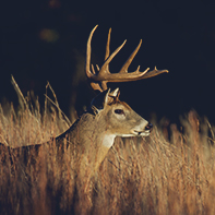 deer