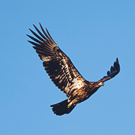 eagle